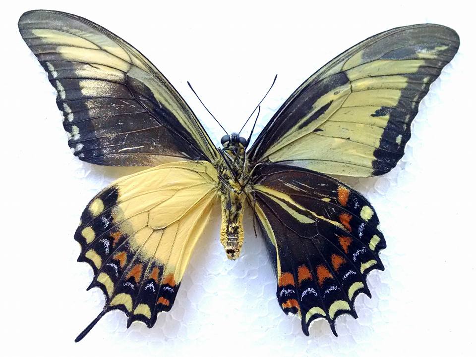Papilio androgeus epidaurus (verso, mosaic gynandromorph) [Internet image property of respective owner, non commercial use only]